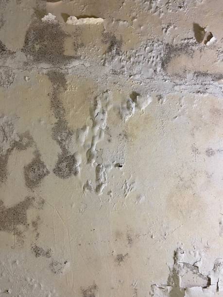 Best Basement Mold Remediation in Greencastle, PA